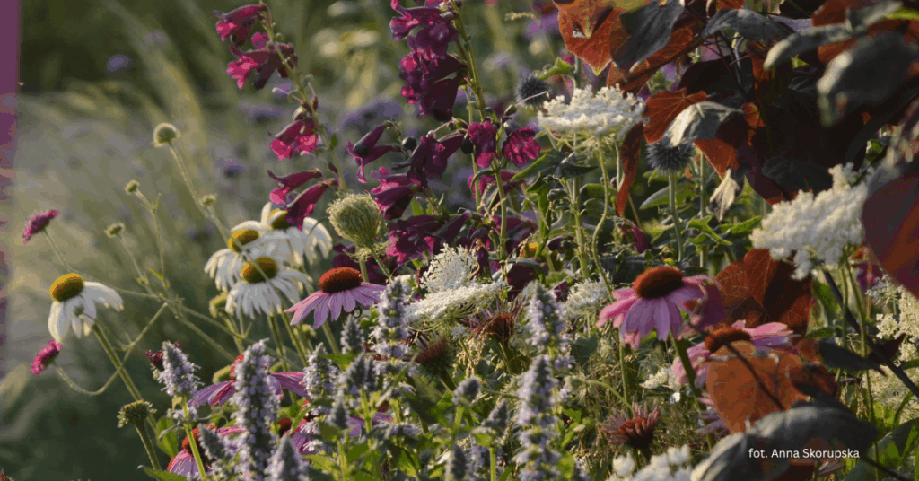 łąka kwietna kwitnące kolorowe byliny jeżówka biała rózowa 