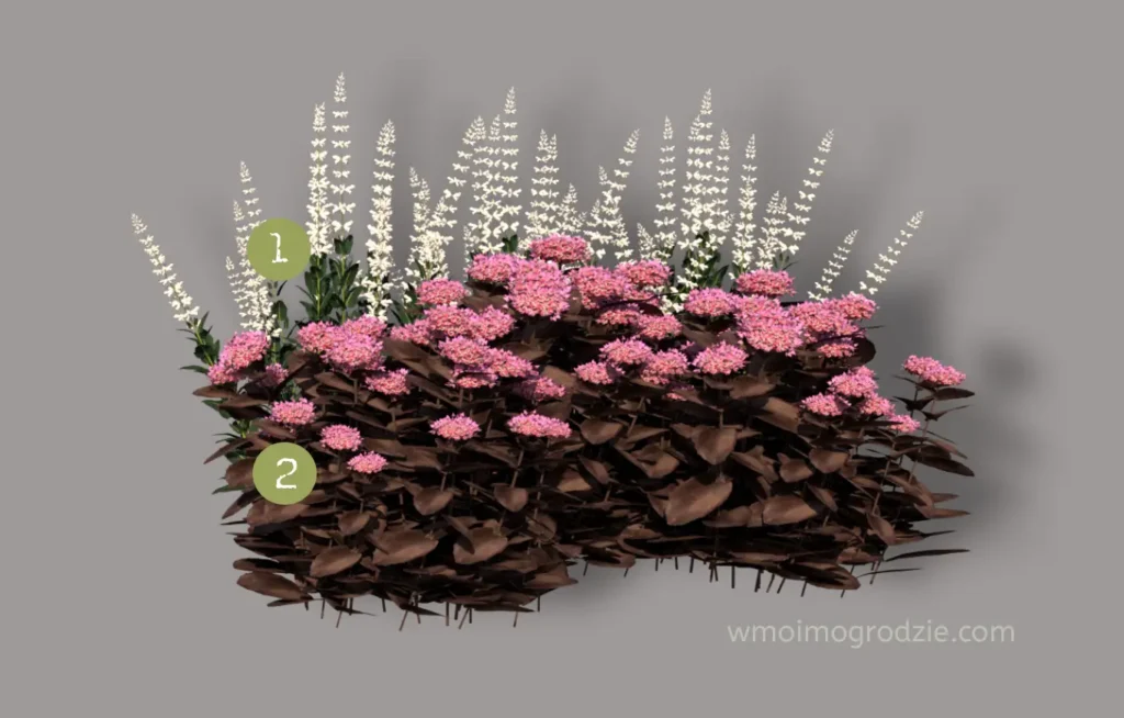 biała szałwia i rozchodnik okazały