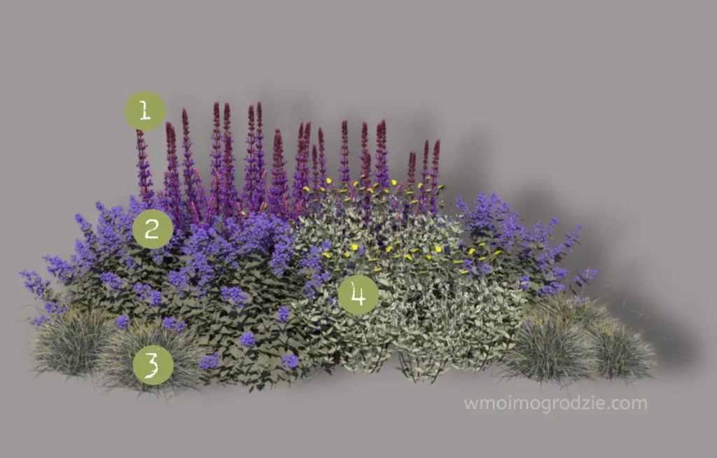 co posadzić z szałwią kocimietką