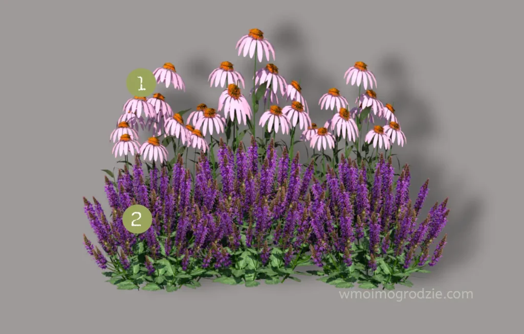 jeżówki i szałwie w ogrodzie