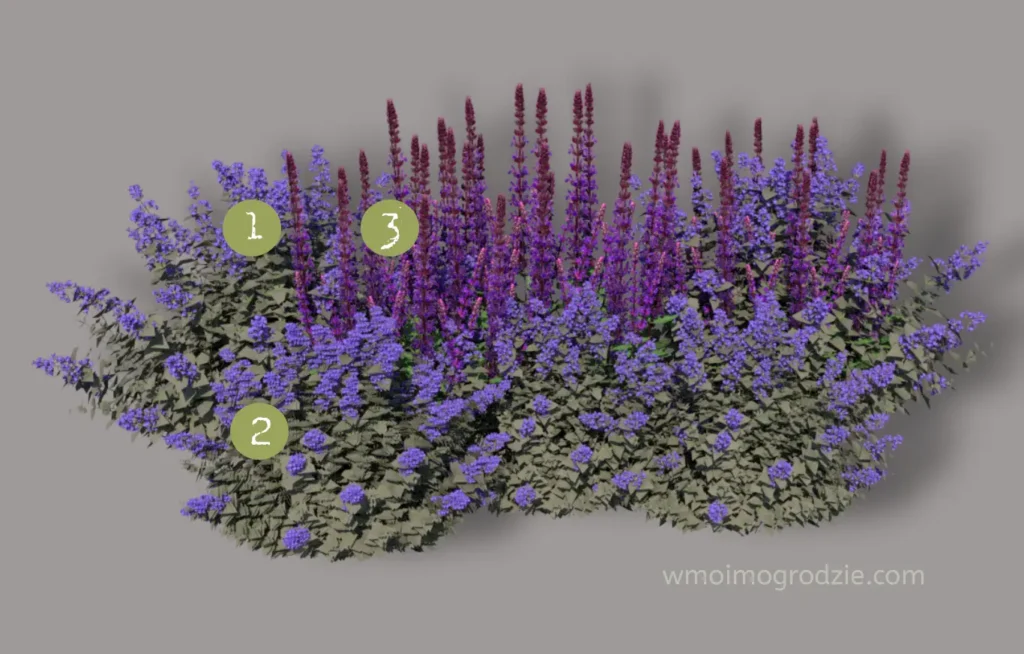 kocimiętki i szałwie w ogrodzie