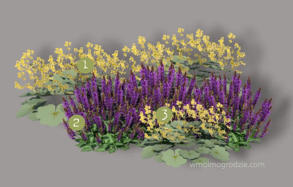 przywrotnik i szałwia omszona w ogrodzie