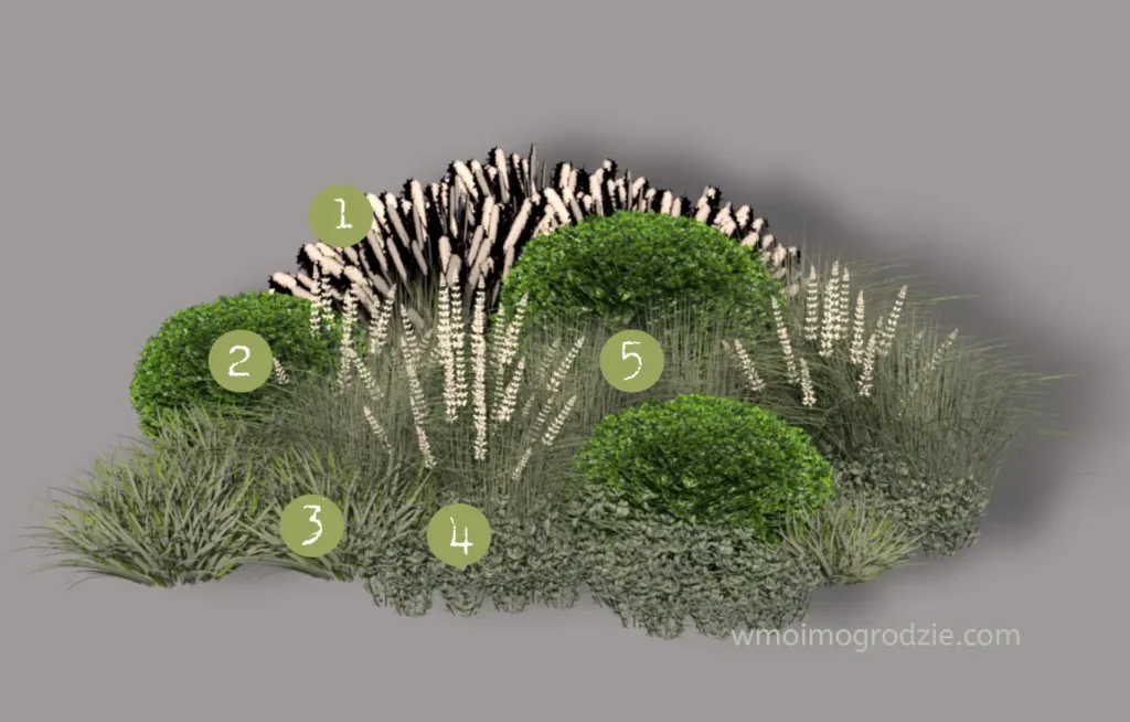 rabata z białą szałwią w ogrodzie