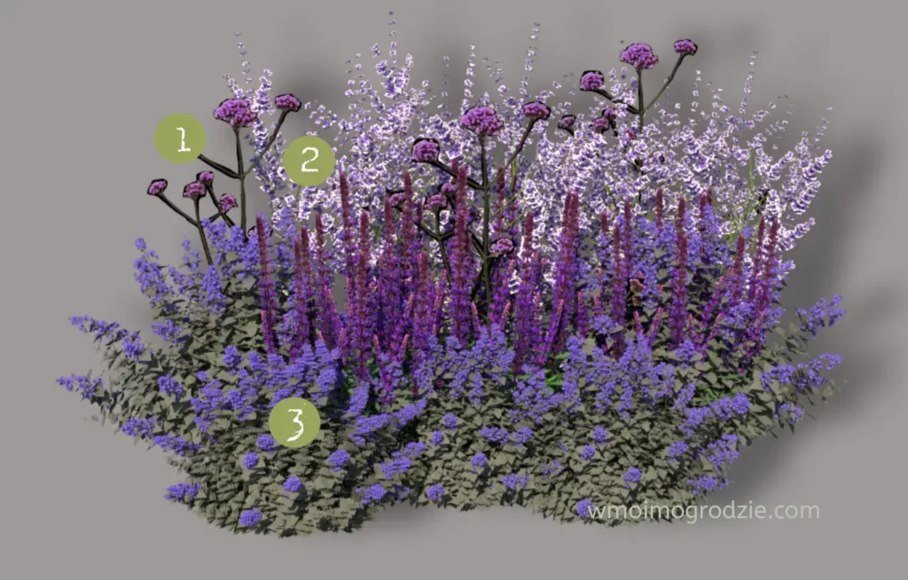 różowe i fioletowe kwiaty w ogrodzie