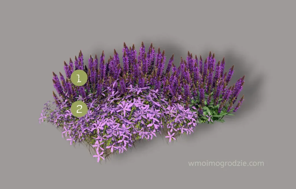 szałwia i floks szydlasty