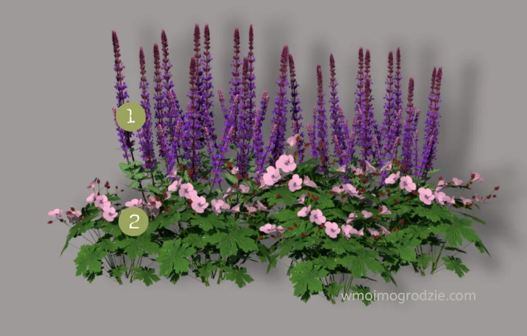 szałwia omszona i bodziszki w ogrodzie