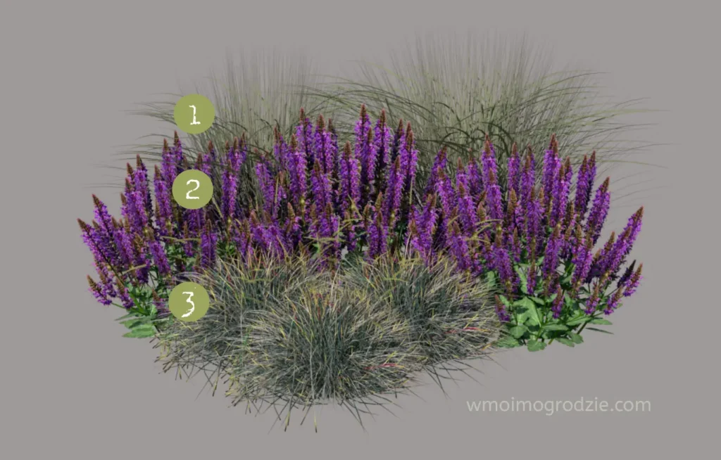szałwia omszona kostrzewa sina owsica wieczniezielona