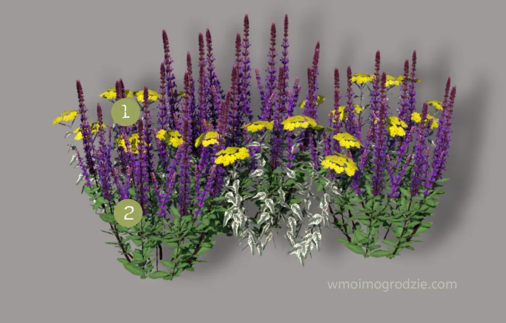 szałwie i krwawniki