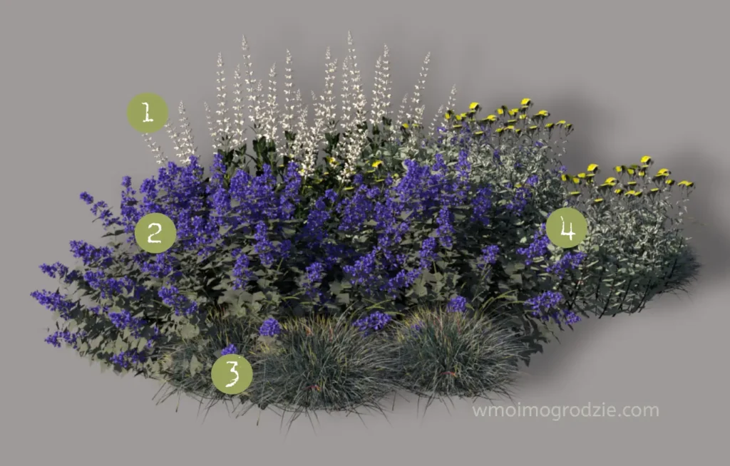 szaro niebieska rabata w ogrodzie srebrne rośliny ogrodowe